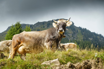 Milchkuh stehend auf einer Almwiese mit Grashalm im Maul