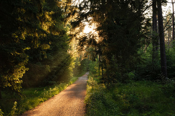 Sunrise in the forest