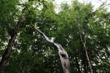 der krumm gewachsene Baum
