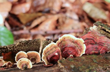 Die pilze am Baumstamm