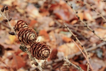 Tannenzapfen am Waldboden