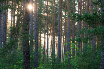 Sunrise in the forest