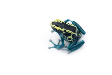 The blue poison dart frog isolated on white background