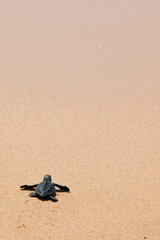 Sri Lanka - Tortue