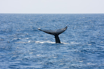 Fototapeta premium Sri Lanka - Baleine