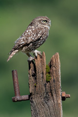 Little Owl (Athene Noctua) perched on an old wooden stump in farmland