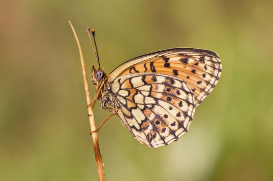 Brenthis hecate Twin Spot Fritillary beautiful butterfly perched on plant photographed early in the day sleeping