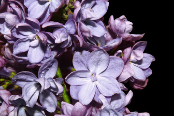 purple lilac on black isolated background