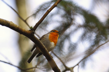 Rotkehlchen singt im Winter auf einem Ast sitzend Erithacus rubecula