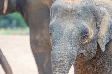 Sri Lanka - Elephants