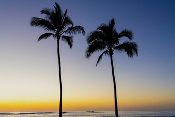 Obraz na płótnie Canvas Silhoutte of palm trees at sunset on a beach