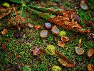 autumn leaves on grass