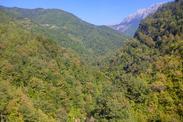 green coniferous forest on the mountain