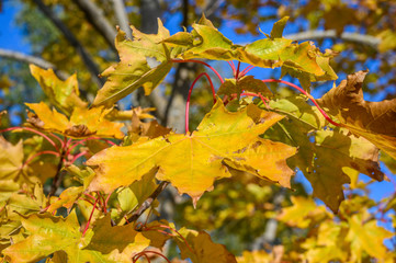 Sunbeam on the yellow tree leaves during the autumn with isolated blur background