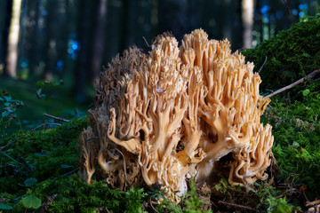 Der Pilz Bauchwehkoralle RAMARIA MAIREI als Detailaufnahme mit hoher Schärfentiefe und dunklem...