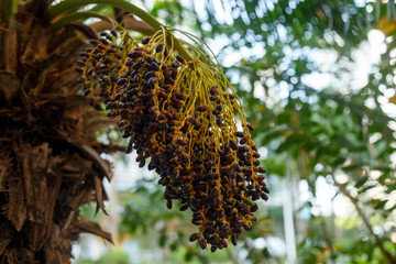 Small fruits of an exotic tree in a bunch