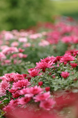Obraz premium Pink chrysanthemum flowers. Close-up. Street shooting.
