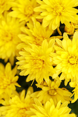 Yellow pink chrysanthemums. Close-up. Street shooting.