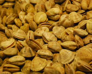 Clams