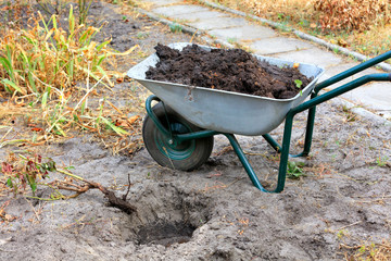Garden wheelbarrow with soil and peat for planting roses bush used on a personal plot.