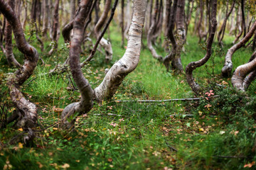 Zwergbirken an der Baumgrenze