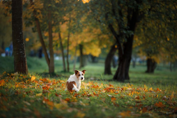 Dog in the autumn park. Jack Russell Terrier in nature