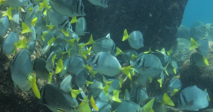 School of Cortez rainbow wrasse and Yellowtail surgeonfish on the reefs of the sea of cortez, Mexico.