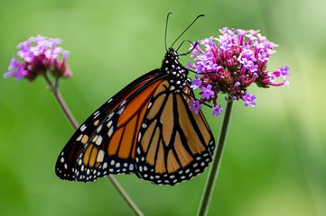butterfly on flower
