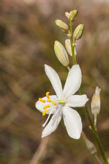 Anthericum maurum beautiful white flower plant growing on long sticks