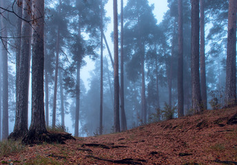 Mystical, dark, foggy pine forest. Beautiful background.