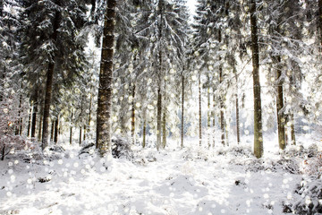 Winter landscape with snow covered fir tree .