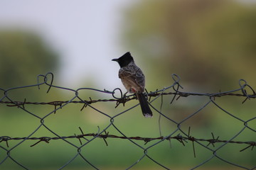 Bird on the barb wire