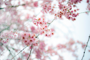 cherry blossom in spring