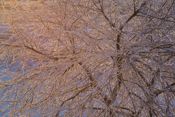 branches of a tree in winter