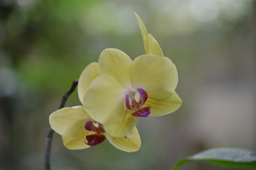 Orchids blooming in the garden