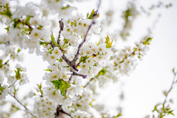 Fototapeta premium flowers of cherry tree in spring
