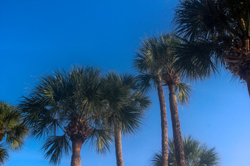 Fototapeta na wymiar Palm Trees And Blue Sky