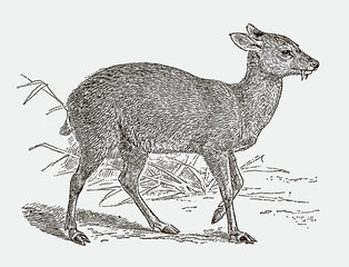 Threatened Siberian musk deer moschus moschiferus, after engraving from 19th century