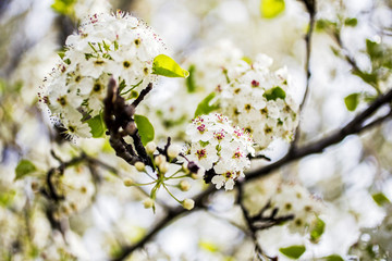 flowers of cherry tree