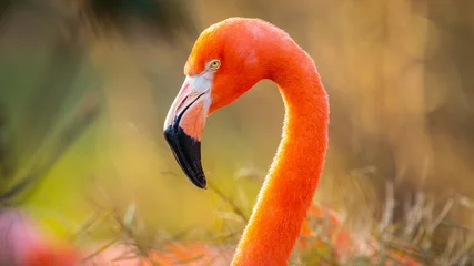 Wandcirkels plexiglas Flamingo © Trelony
