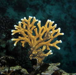 Sprig of Net fire corals on the coastal reef in the Red Sea in Sharm El Sheikh