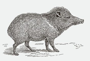 Collared peccary, pecari tajacu in side view. Illustration after an engraving from the 19th century - obrazy, fototapety, plakaty