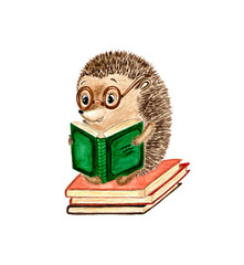 Watercolor hedgehog hand drawn illustration © missloren85