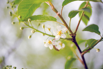 branch of apple tree