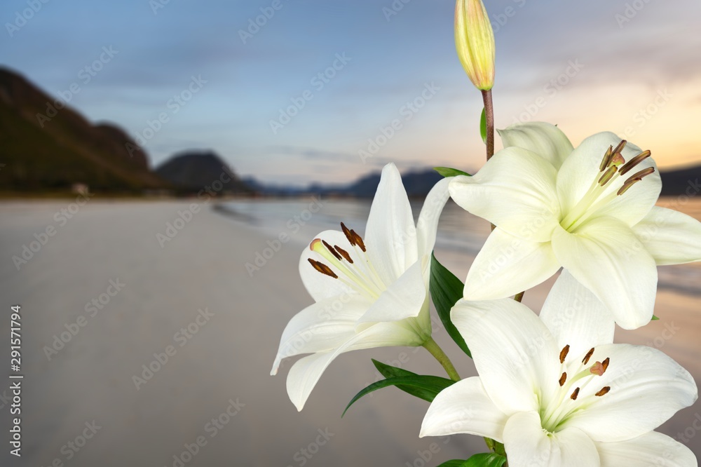 Wall mural white lily flower on blurred background - Wall murals