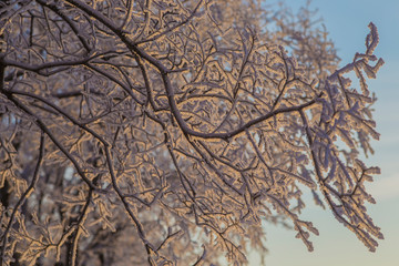 tree in winter