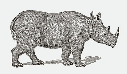 Critically endangered black hook-lipped rhinoceros diceros bicornis in side view. Illustration after engraving from 19th century