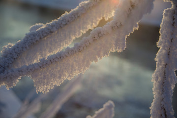 Fototapeta premium winter grass on a background of pound