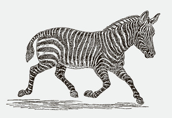 Running plains zebra equus quagga in side view. Illustration after an engraving from the 19th century