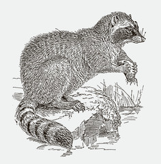 Common raccoon procyon lotor sitting on a rock near a water. Illustration after an engraving from the 19th century © M